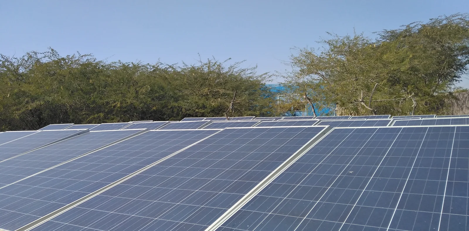 Solar panels and plants photographed in Pakistan